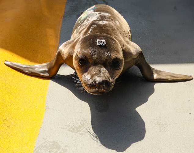 northern elephant seal Vulture