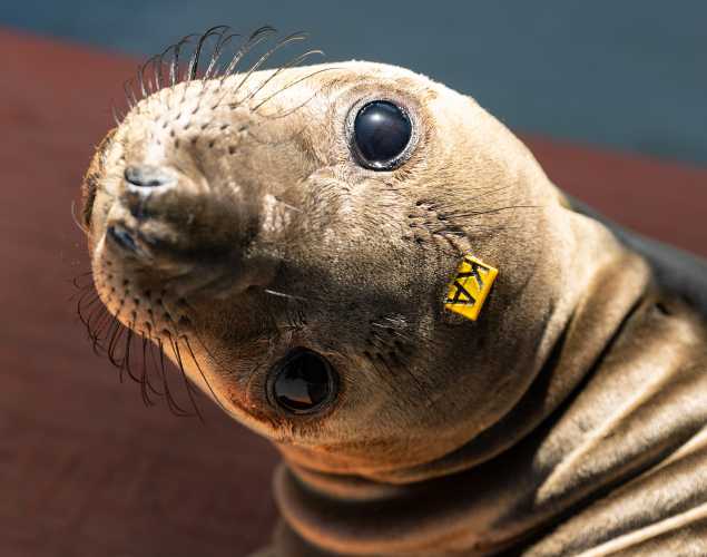 northern elephant seal Mallie