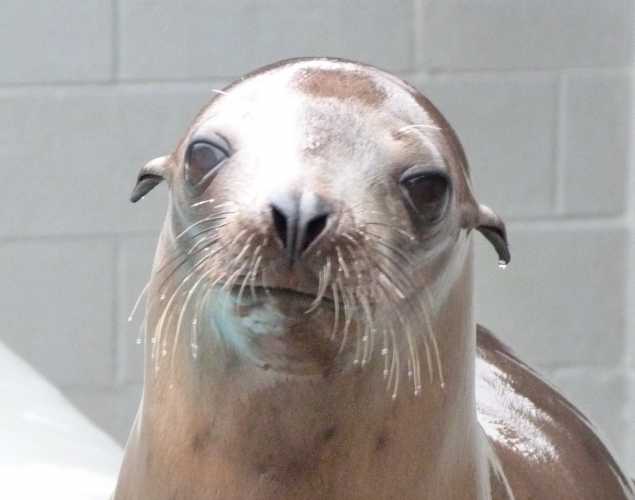 California sea lion Vick