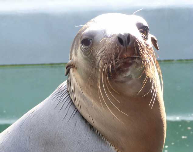 California sea lion Extension