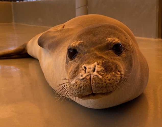 Hawaiian monk seal RL72