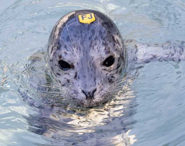 harbor seal Elijah