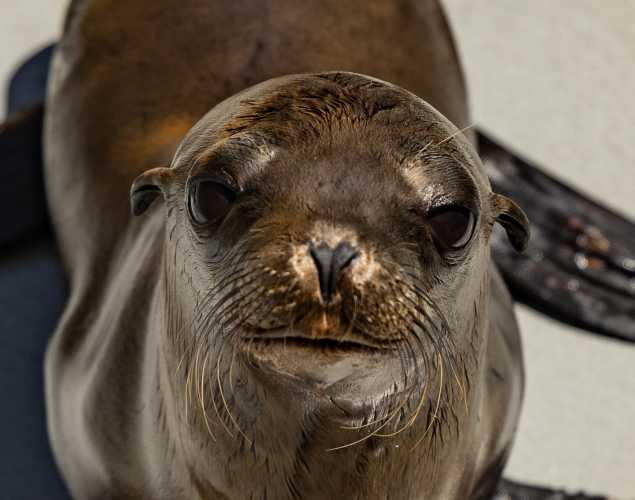 California sea lion Hartford
