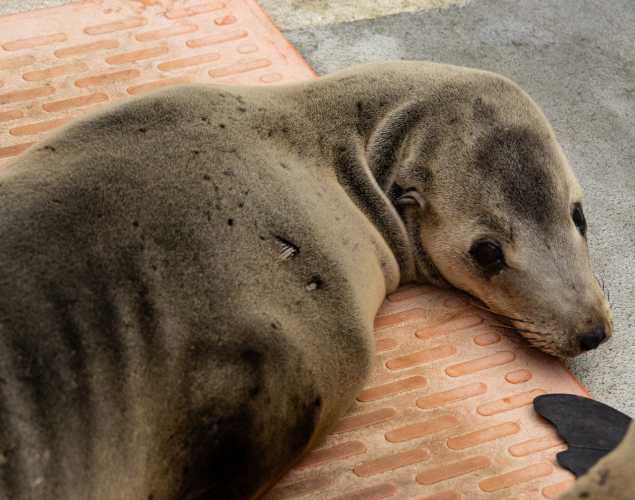 sea lion named osprey
