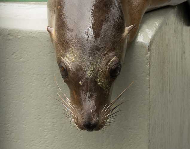 California sea lion Umi