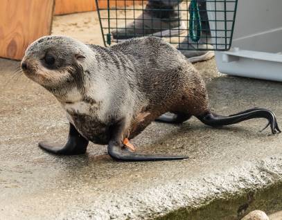 northern fur seal Santos being released back to the wild