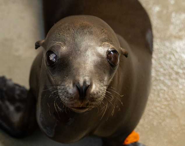 sea lion named gracie