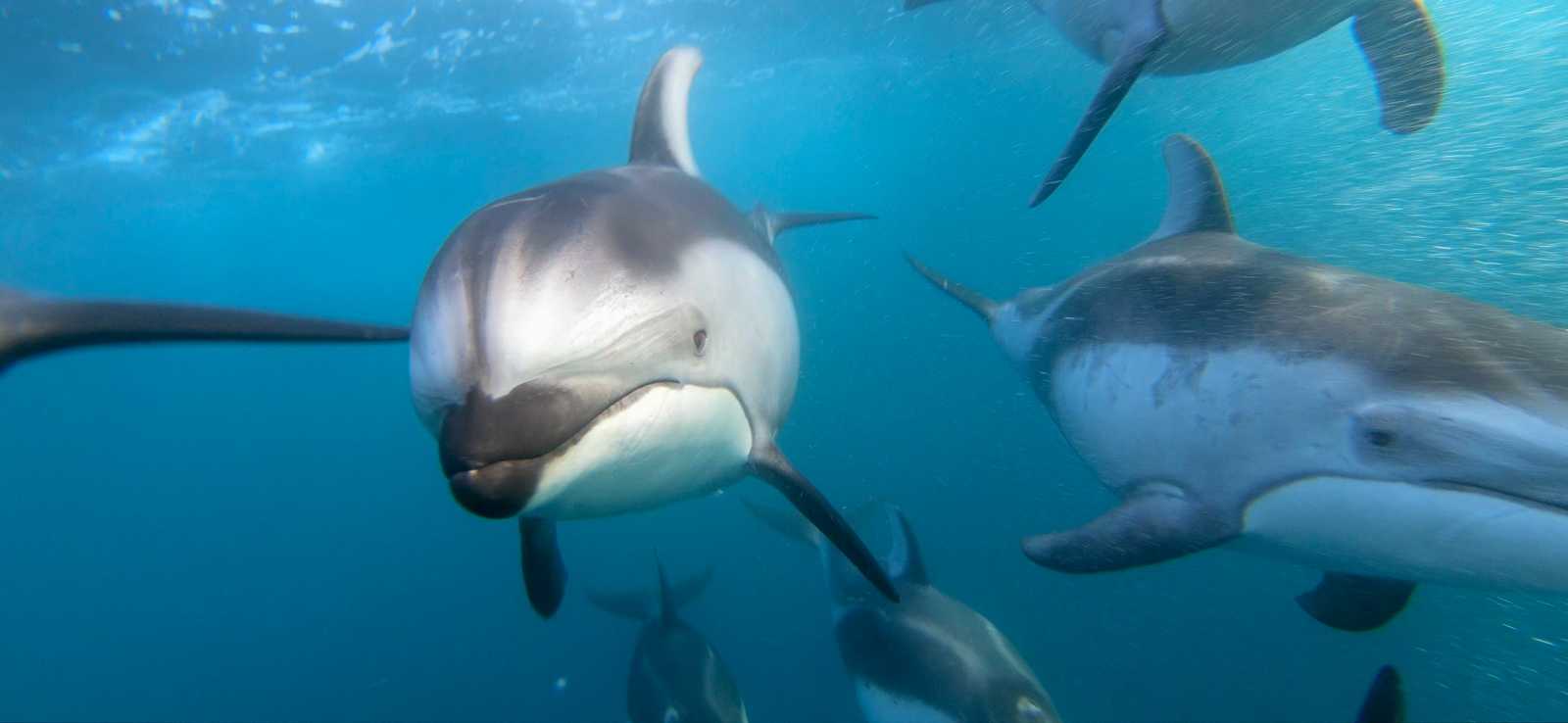 group of Pacific white-sided dolphins