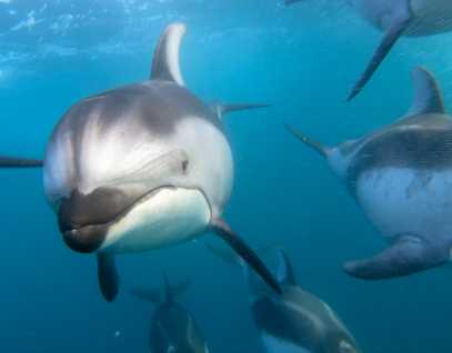 group of Pacific white-sided dolphins