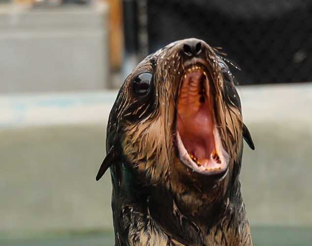 northern fur seal Tibby