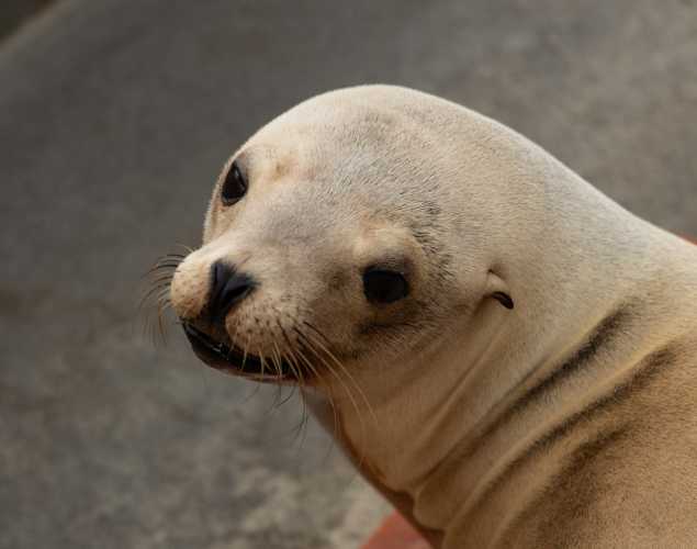 sea lion named wetsuit