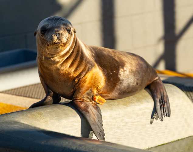 California sea lion