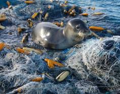 Hawaiian monk seal in the middle of a large plastic fishing net and buoys