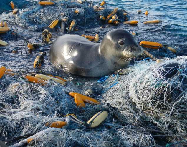 Hawaiian monk seal in the middle of a large plastic fishing net and buoys