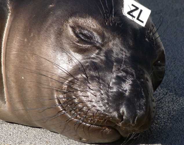 elephant seal Silomar