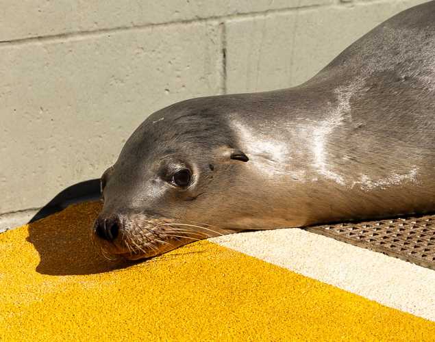California sea lion Xena