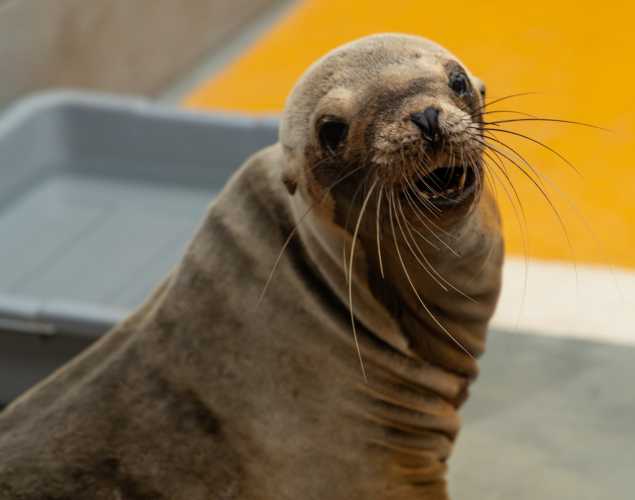 California sea lion