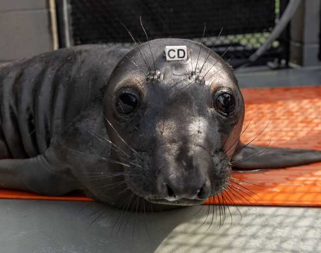 northern elephant seal Frites