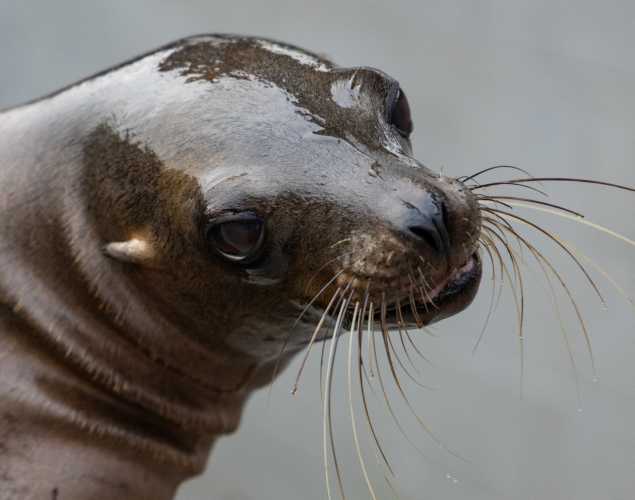 California sea lion