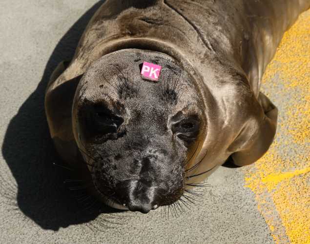 northern elephant seal Padthai