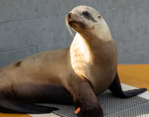 California sea lion