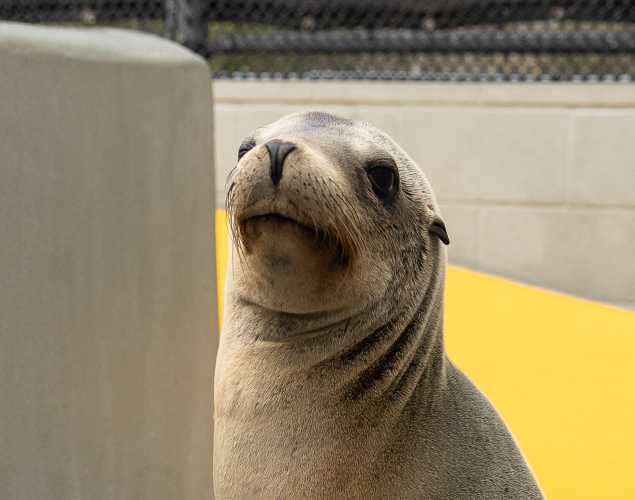 California sea lion Hobby