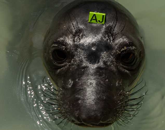 northern elephant seal Janelle