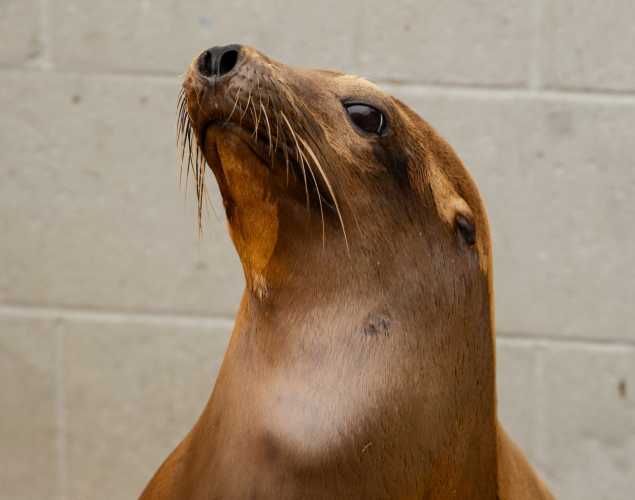 beefstick california sea lion