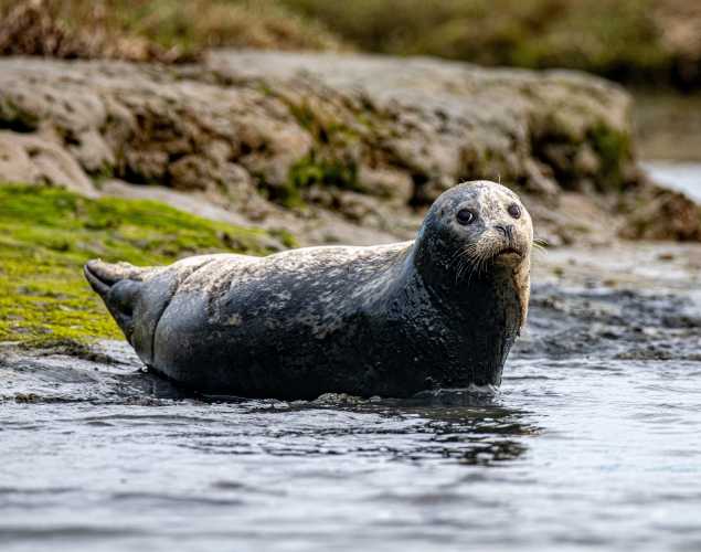 harbor seal in shallow water
