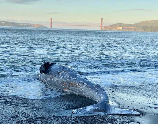 a dead gray whale on the shore of Angel Island with the Golden Gate Bridge in the background