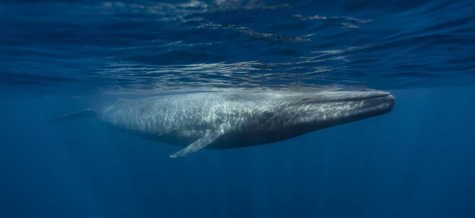 blue whale at water's surface