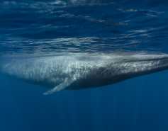 blue whale at water's surface