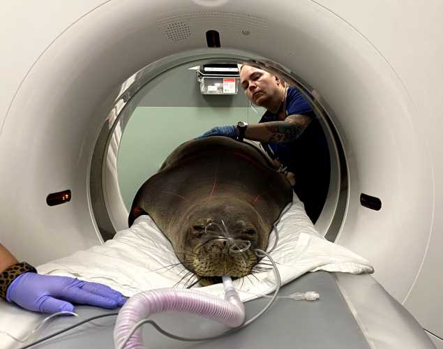 Hawaiian monk seal RH38 gets a CT scan