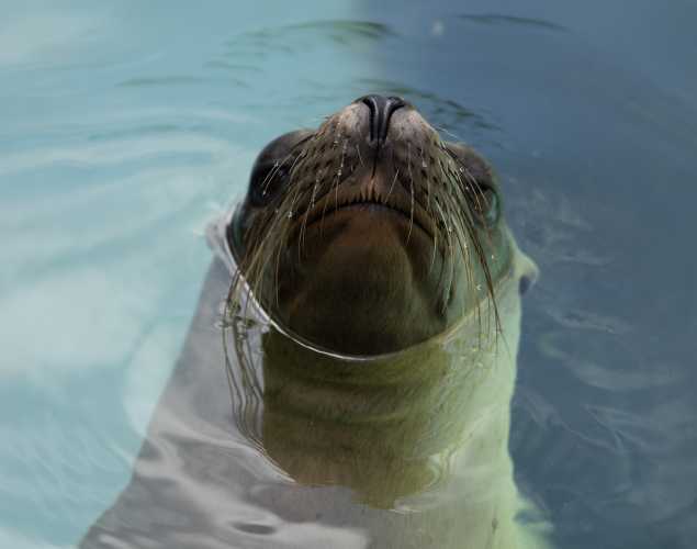 California sea lion Virgo