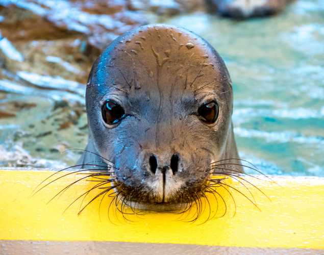 Hawaiian monk seal Pearl
