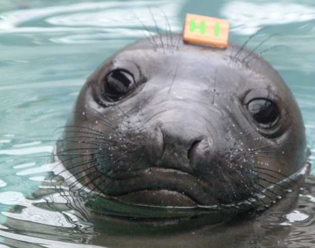 northern elephant seal Stukan