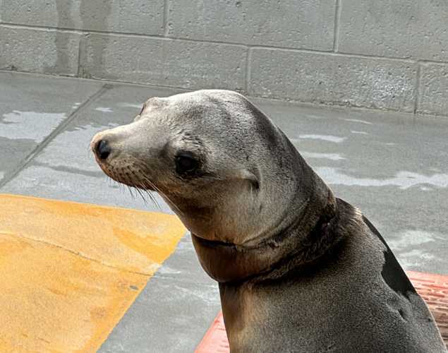 California sea lion Wreath