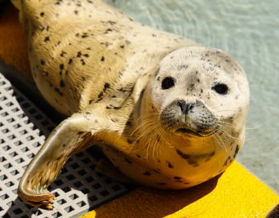 harbor seal Hummingbird