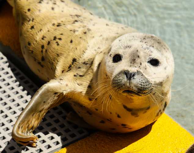 harbor seal Hummingbird