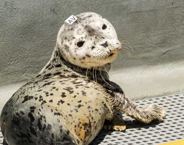 harbor seal pup Vega