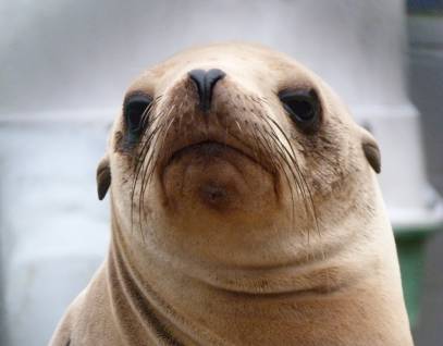 California sea lion Rushworth