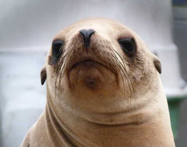 California sea lion Rushworth