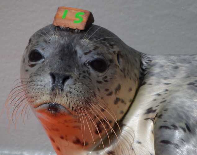 harbor seal Guillermo
