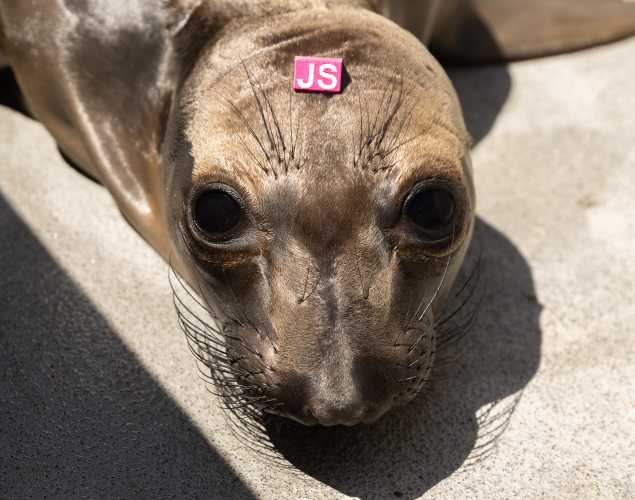 northern elephant seal Squish