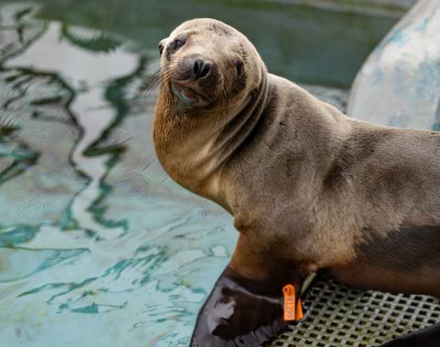 California sea lion, Zorrah