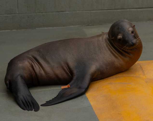 sea lion named grapes