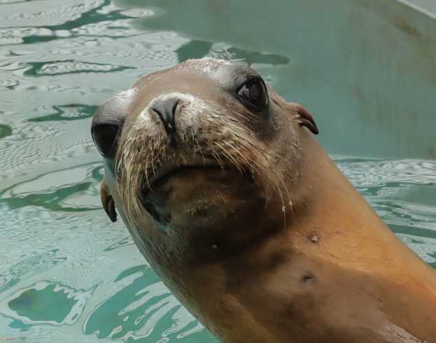California sea lion Oso