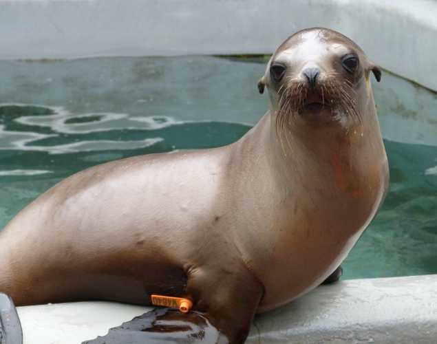 California sea lion Rhodonite