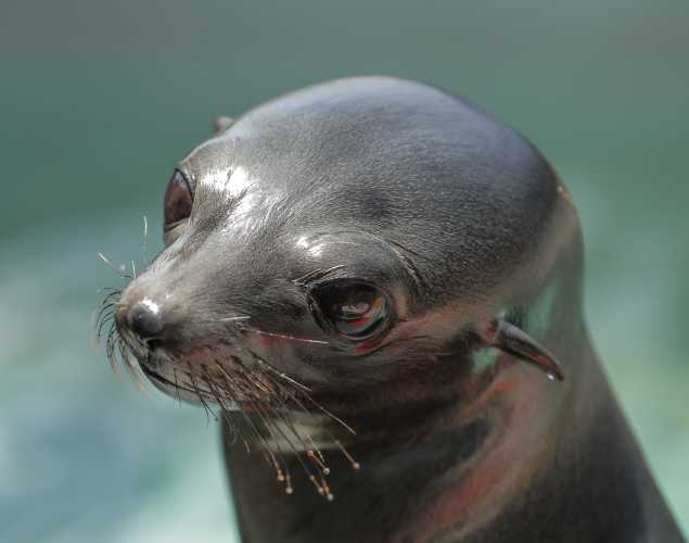 Guadalupe fur seal Leia