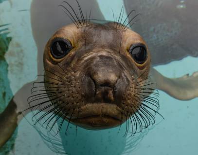 northern elephant seal Blair